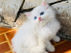 Persian Cat