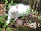 Persian Kitten