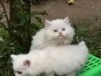 Persian Kittens
