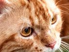 Persian Male Cat