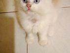 Himalaya Kitten