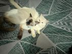 Persian Himalayan Cats