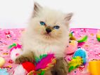 Persian Cat