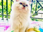 Persian Cat