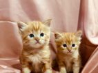 Persian Kittens