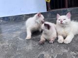Persian Kittens