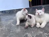 Persian Kittens