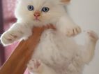 Persian Mixed Himalayan Kittens