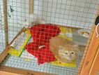 Persian Cat