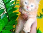 Persian Kitten