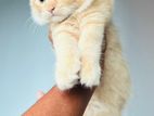 Persian Kitten