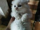 Persian baby