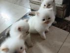 Persian Kittens