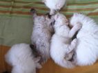 Persian Kittens
