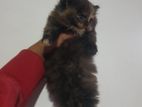 Persian Kitten