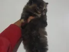 Persian Baby Kitty