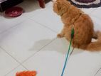 Persian Cat for Kind Home