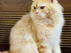 Persian Bigbone Cat