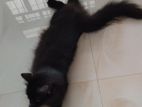 Persian Black Cat