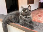 Persian Black