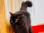Persian black