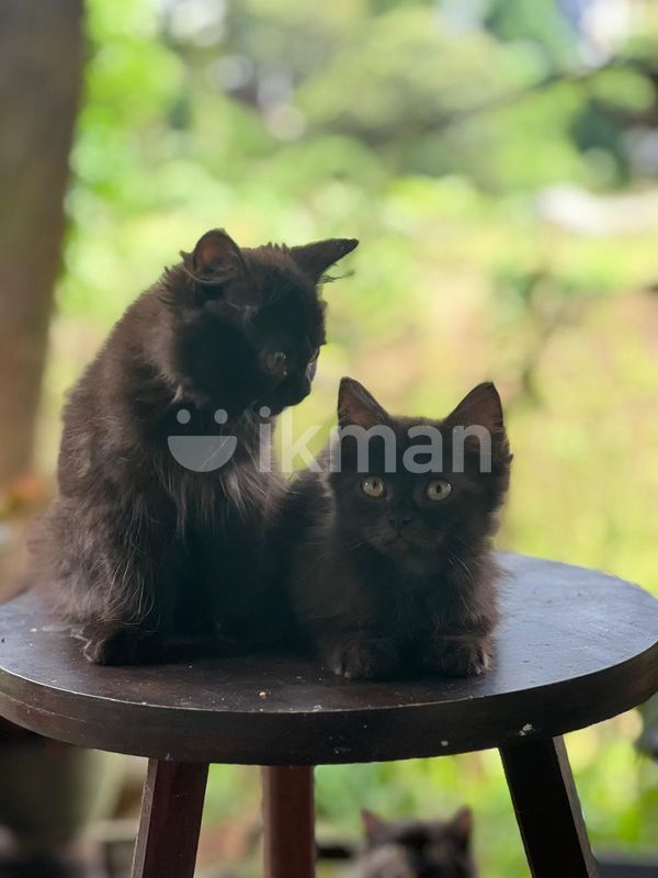 Persian Black Cat Kittens For Sale Persian Black Kitten For Sale