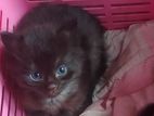 Persian Black Kittens