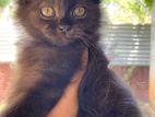 Persian Black Cat