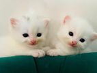 Persian Blue Eyes