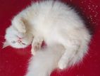 Blue Eyes Persian Cat