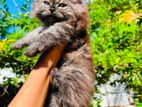 Persian Cat
