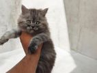 Persian Bread Ginger Kitten