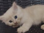 Persian Kitten