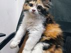 Persian Calico Kitten