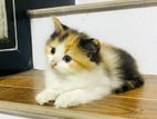 Persian Calico Kitten