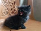 Persian Kitten