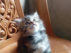 Persian Kitten
