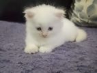 Persian Kitten