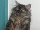 persian cat 7 month old male