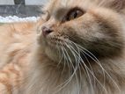 Red tabby Traditional Persian Cat