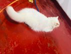 Persian Cat Adult