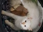 Persian Cat