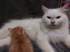Persian Cat with Mix Kitten