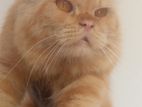 Persian Cat for Crossing