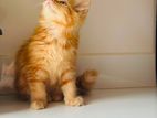 Persian Cat