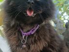 Persian cat Black - pure bred