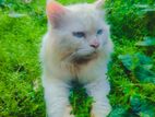 Persian Cat blue eye