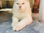 Persian Cat