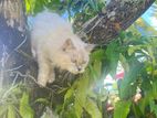 Persian Cat Breeding Pair