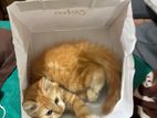 Persian Cat - Champagne color